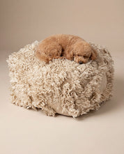 Brauner Pudel schläft auf einem beigen, quadratischen Sitzkissen mit langflorigem, zotteligem Shaggy-Bezug.